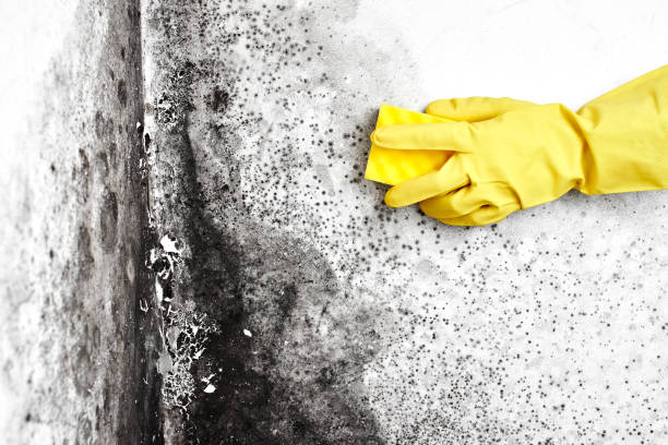 Attic Mold Removal in Grove City, PA