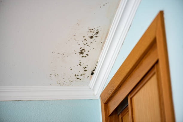 Best Fast Mold Removal  in Grove City, PA