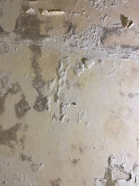 Best Residential Mold Removal  in Grove City, PA