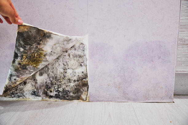 Best Emergency Mold Removal  in Grove City, PA